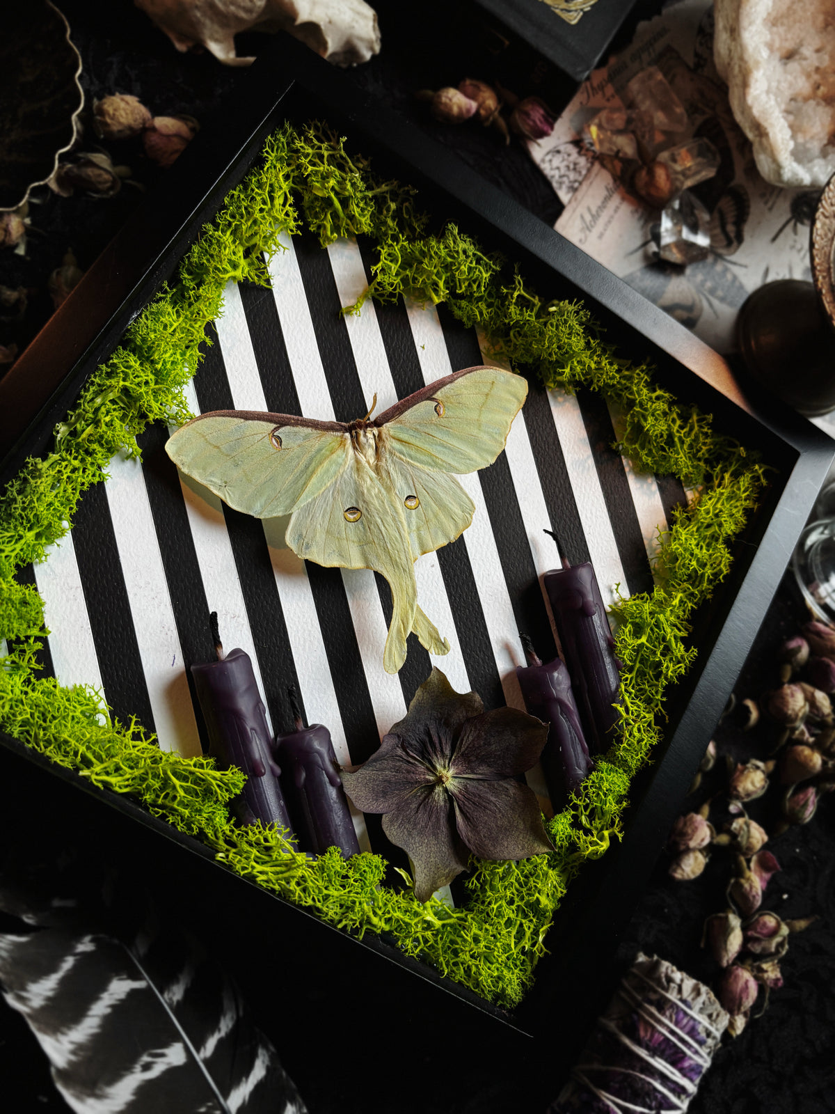 "Neitherworld" - Actias Luna (20x20cm)
