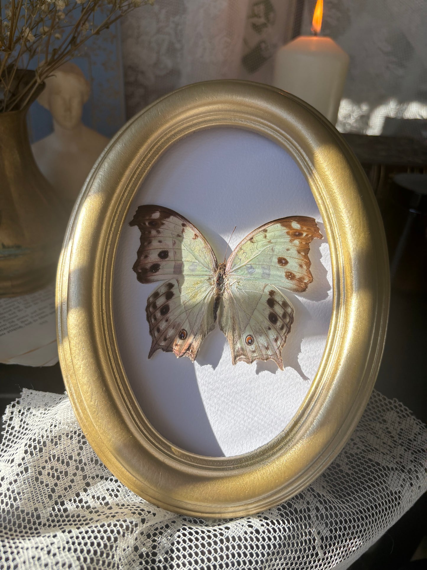 Imperial Blush Reliquary - Salamis parhassus (20x15cm) (Vintage wood frame)