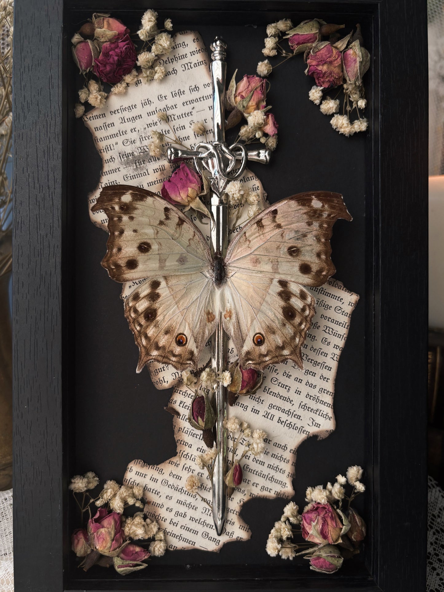 Forbidden Letter – Salamis parhassus (22x12cm)