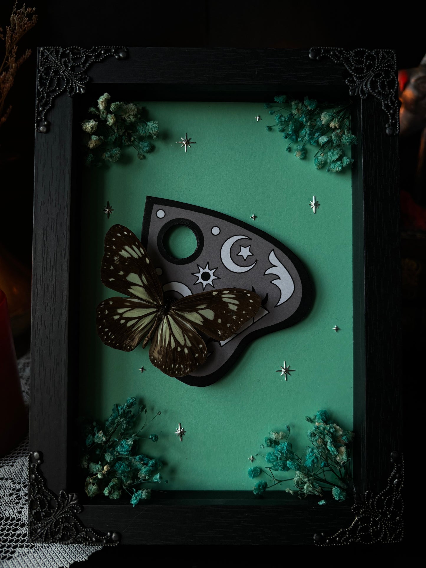 „Ouijah“ - Parantica aglea (18x13cm)