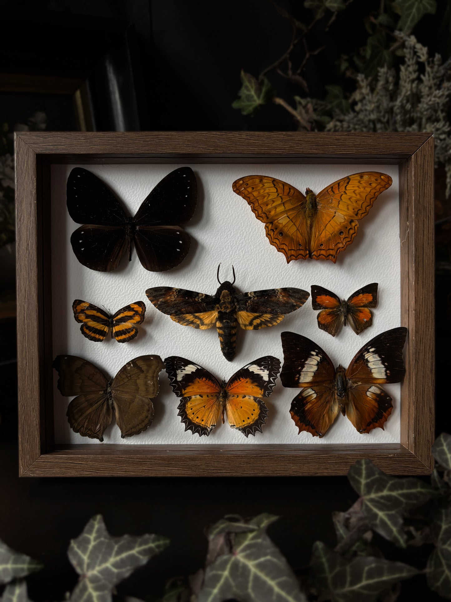 Ember Mini Collection (20x15 cm)