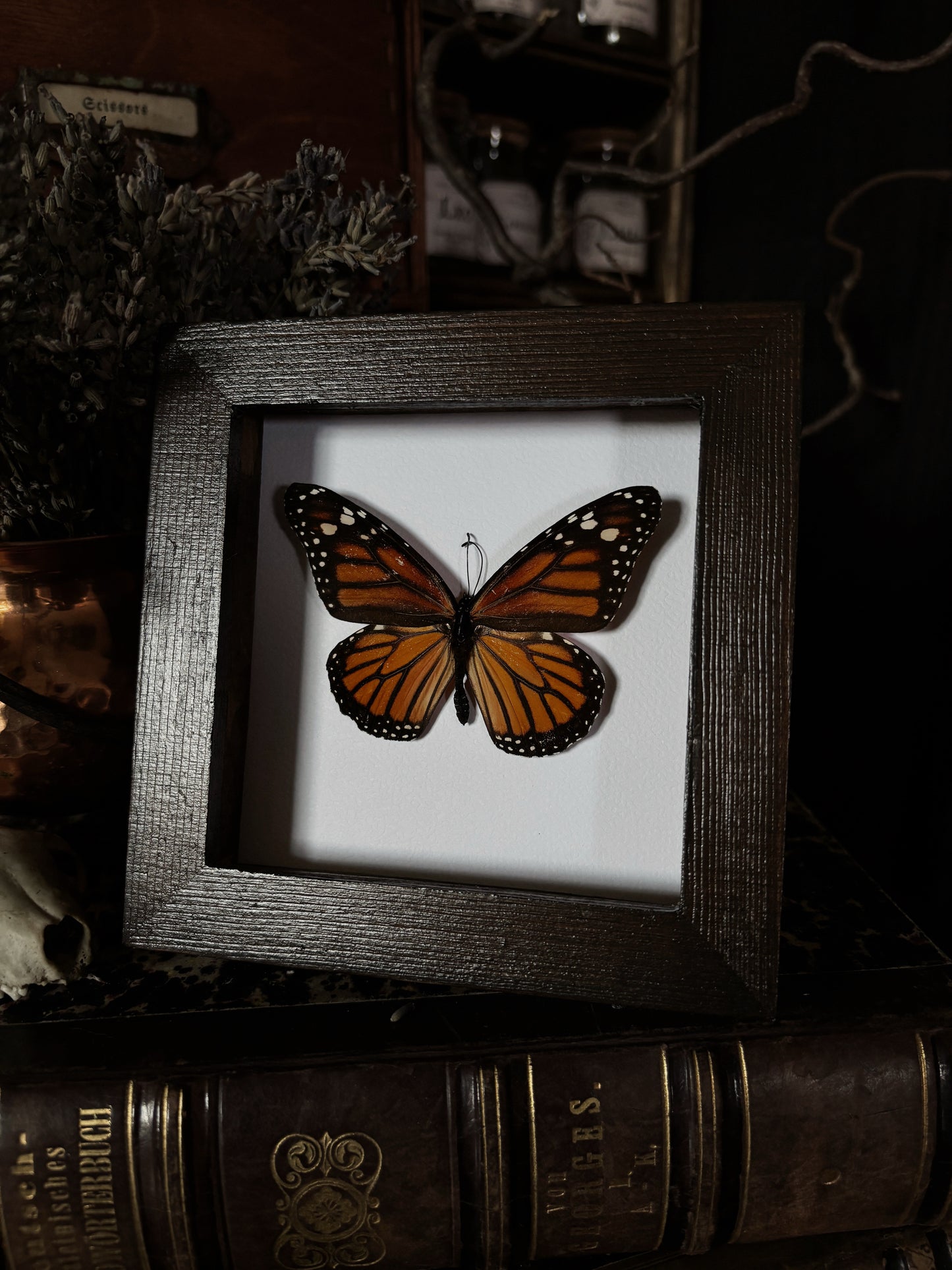 Danaus Plexippus | Wings of Whimsy Collection (12x12cm)