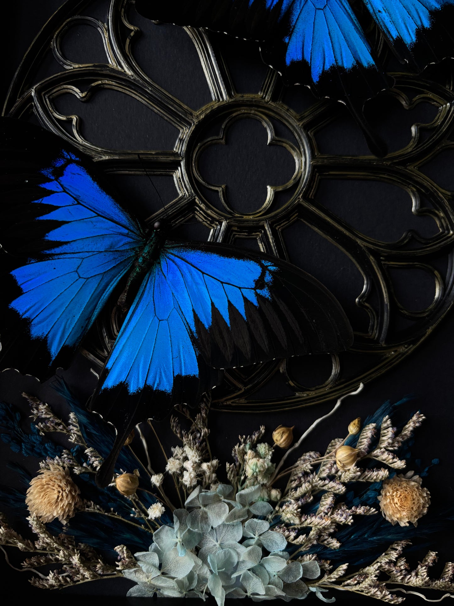 „Cathedral of wings“ 🪽 - Papilio Ulysses (30x25cm)