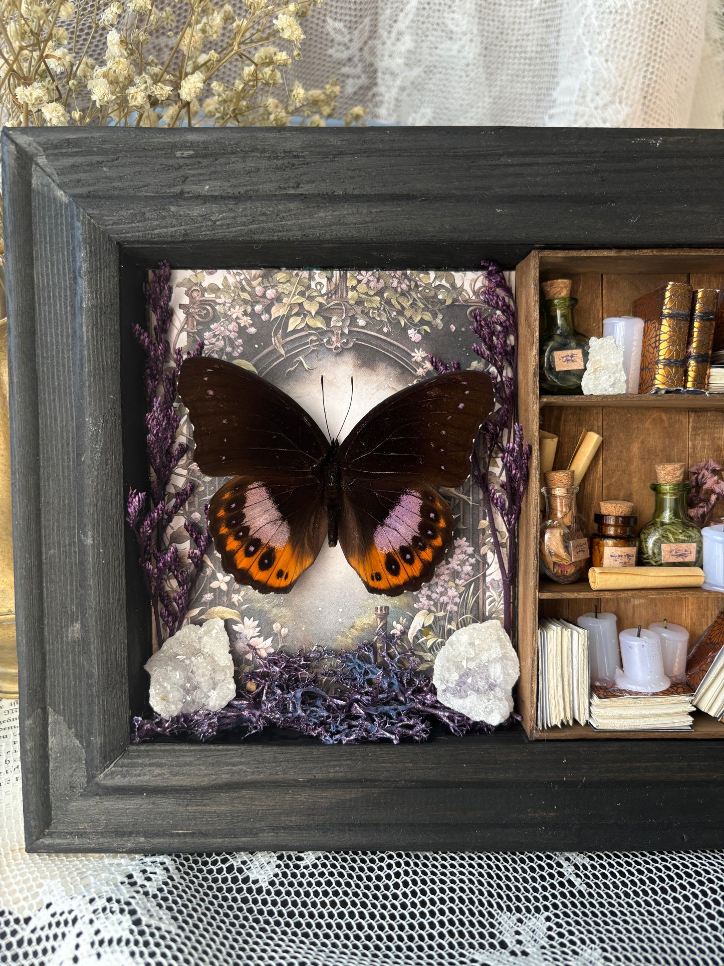 Amethyst Light – Miniature Witch’s Cabinet - Hypolimnas pandarus (23x18cm)