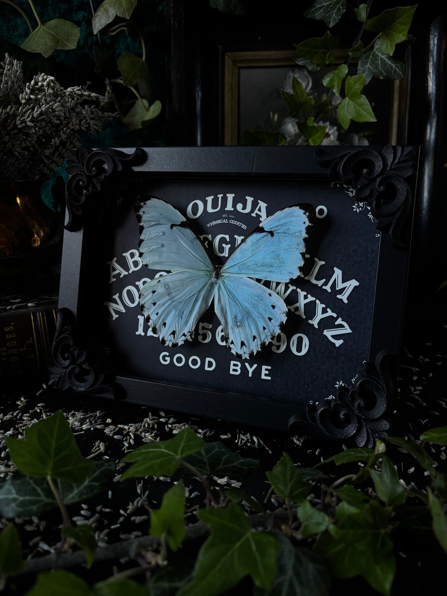 „Ouijah board" - Morpho catenarius (18x13cm)
