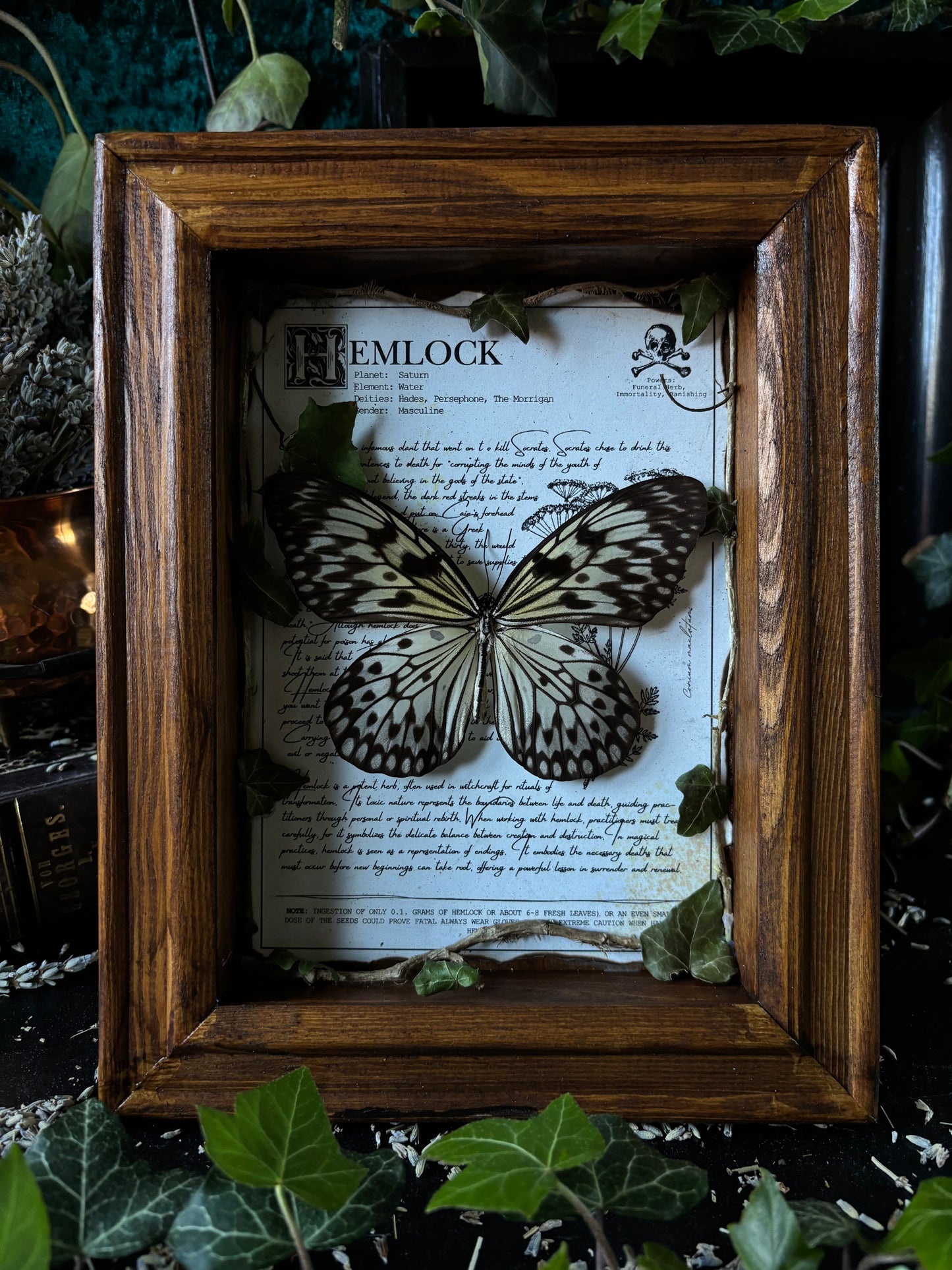 Hemlock Frame – "Idea leuconoe gordita" (24x18cm)