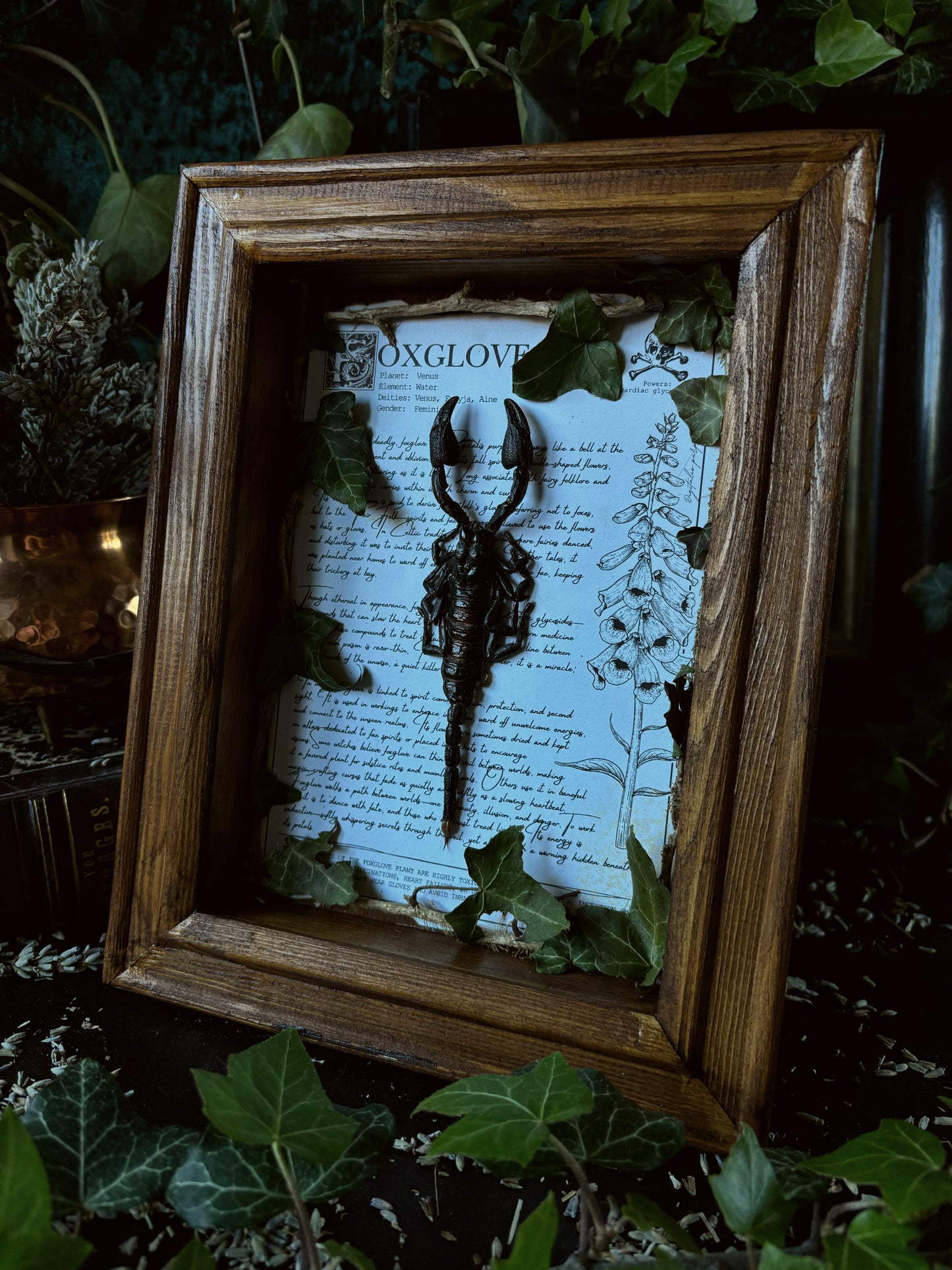 Foxglove Frame – "Heterometrus" (24x18cm)