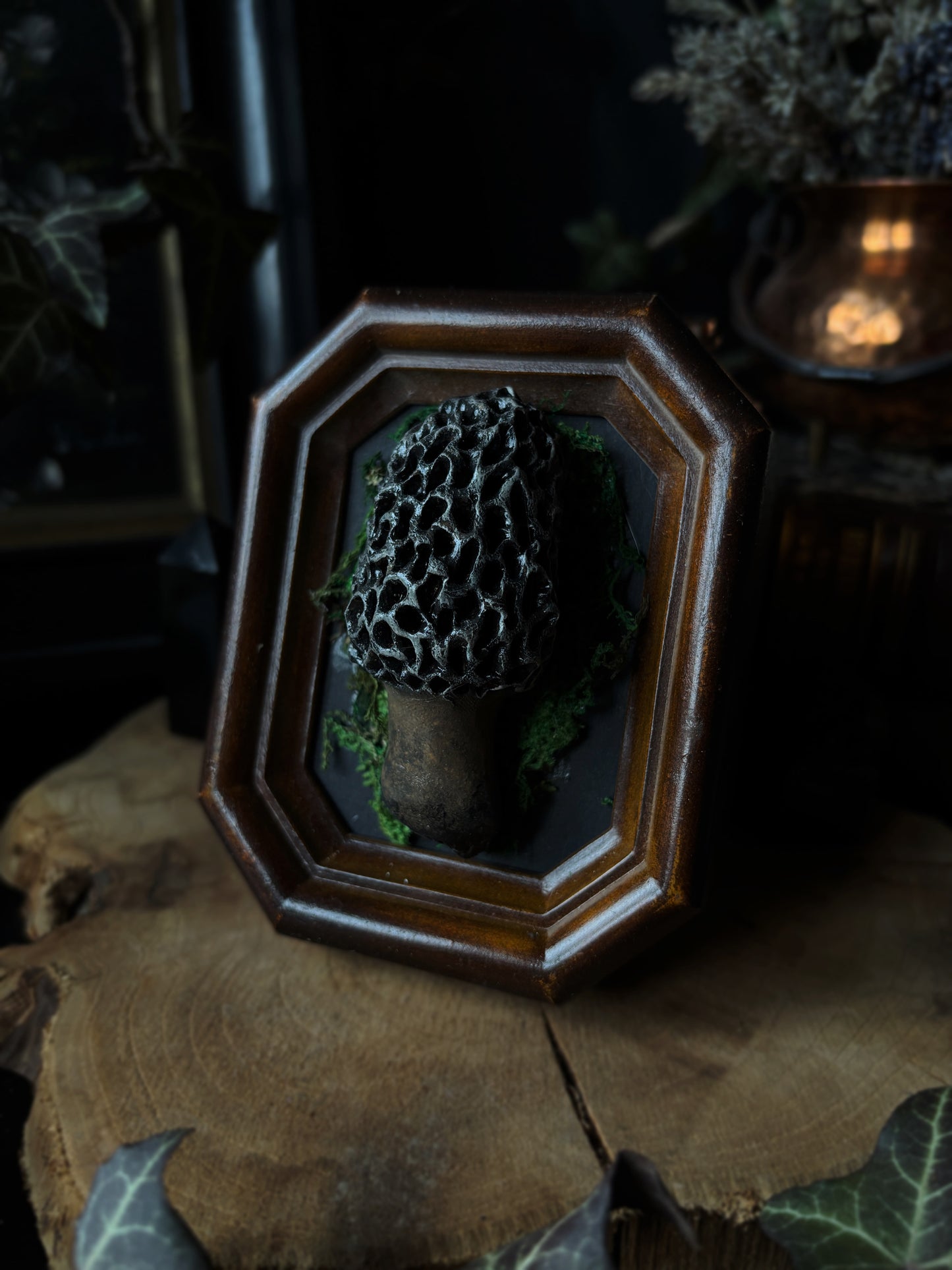 🍄 Morel Mushroom (Morchella)