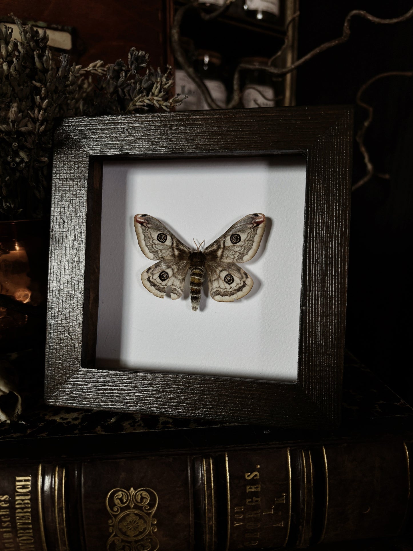 Saturnia pavonia | Wings of Whimsy Collection (12x12cm)
