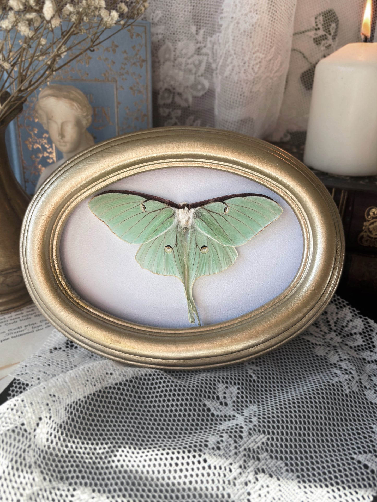 The Baroness of the Night Garden - Luna Moth (20x15cm) (Vintage wood frame)