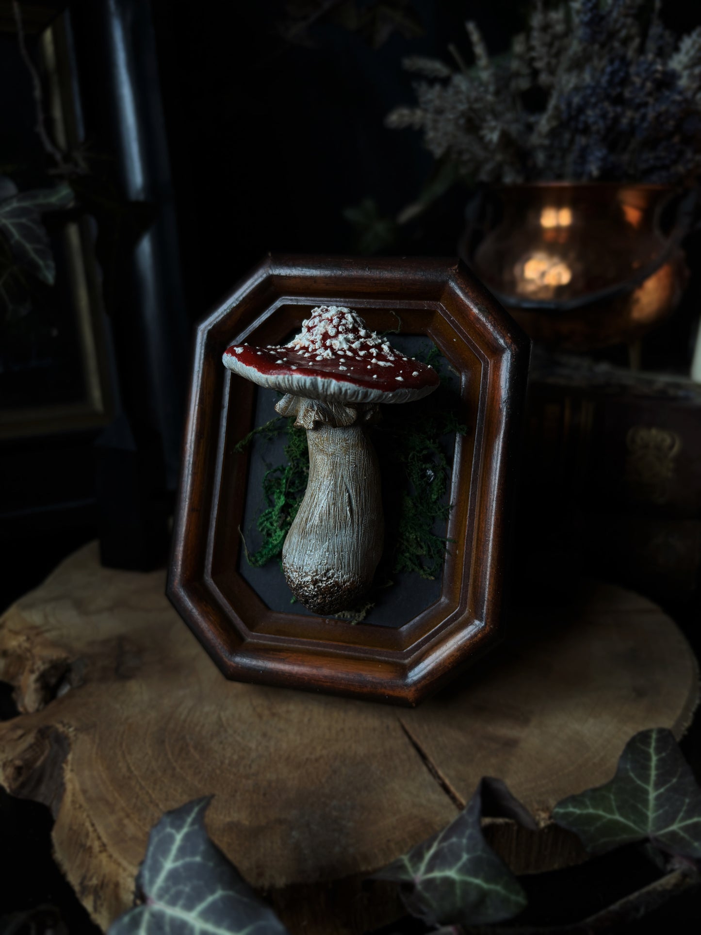 🍄 Fly Agaric Mushroom (Amanita muscaria)