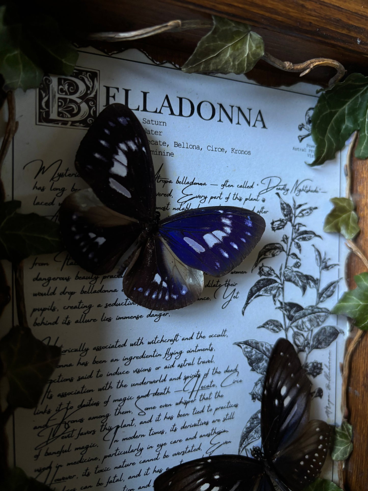 Belladonna Frame – "Euploea mulciber" (24x18cm)
