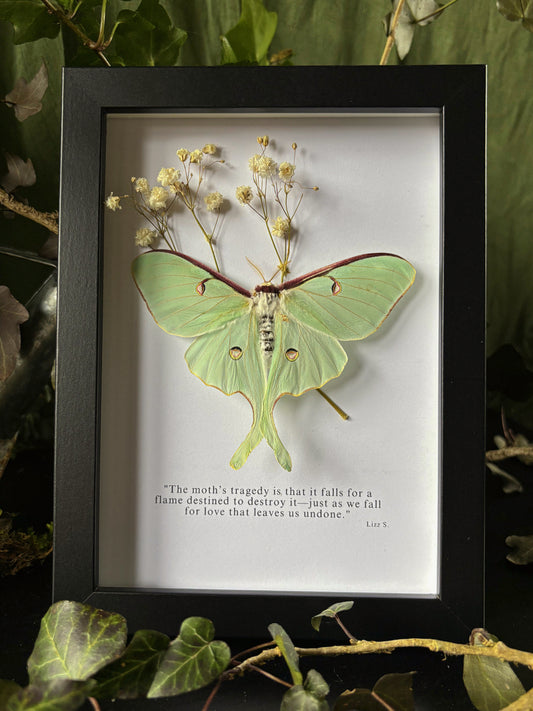 „Tragedy“ - Luna moth