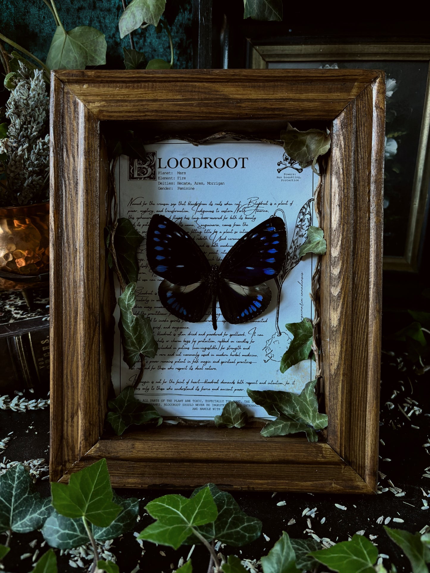 Bloodroot Frame – "Euploea" (24x18cm)