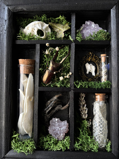 “Witch’s Curio Cabinet” – Framed Shadowbox of Natural Oddities (23x18)