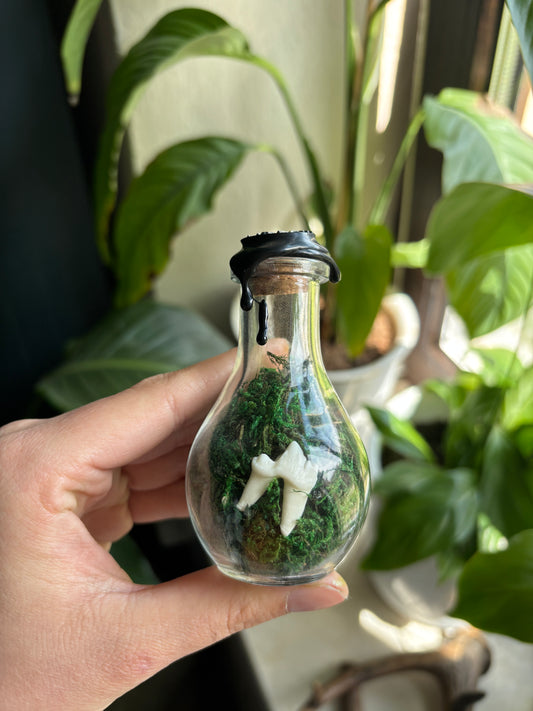 Fox Tooth Jar 🦷