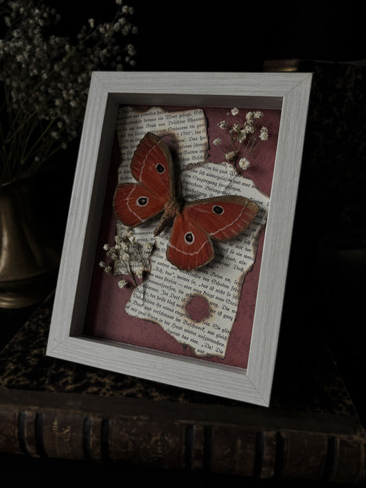 „Crimson“ - Melanocera menippe (18x13cm)