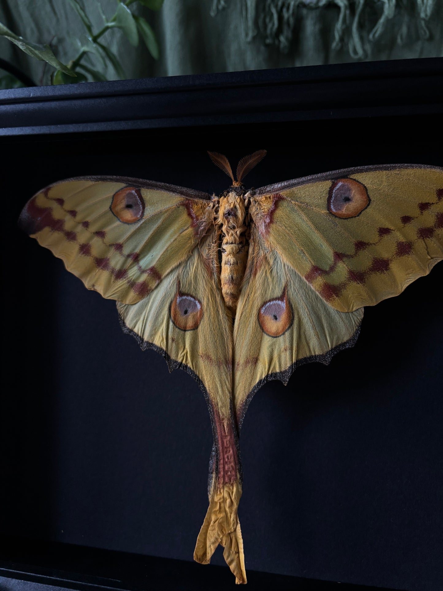 Argema Mittrei - the comet moth