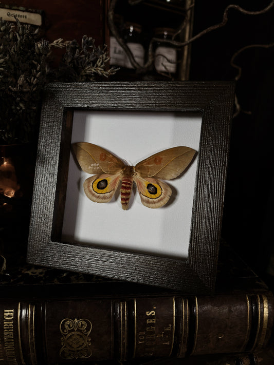 Automeris cecrops | Wings of Whimsy Collection (12x12cm)
