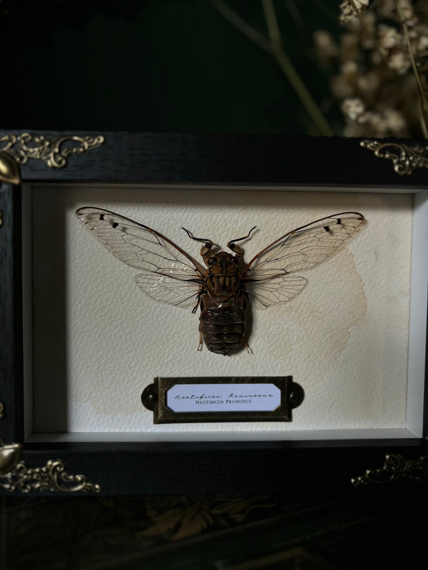 Cicada