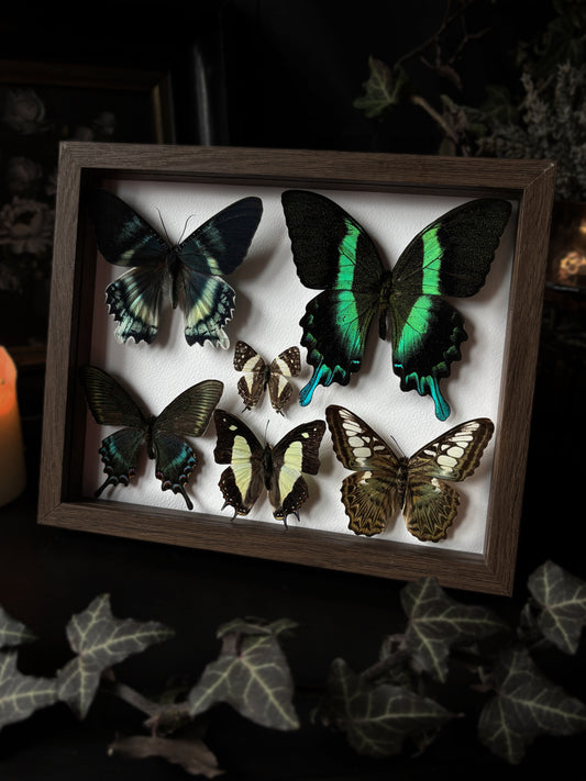 Verdant Mini Collection (20x15 cm)