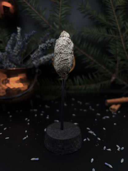 Mini glass dome - Moth cocoon