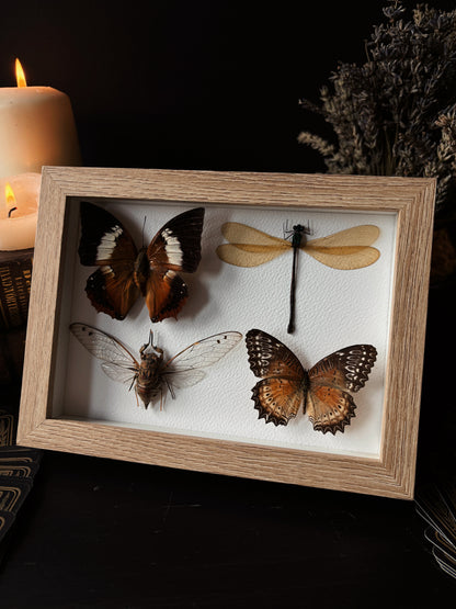 Miniature specimen collection (20x15cm)