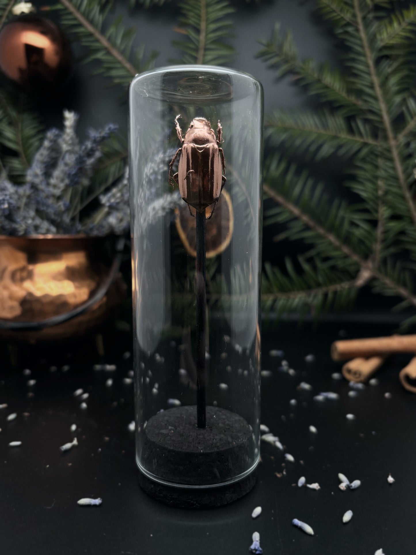 Mini glass dome - Cyphochilus insulanus (copper)