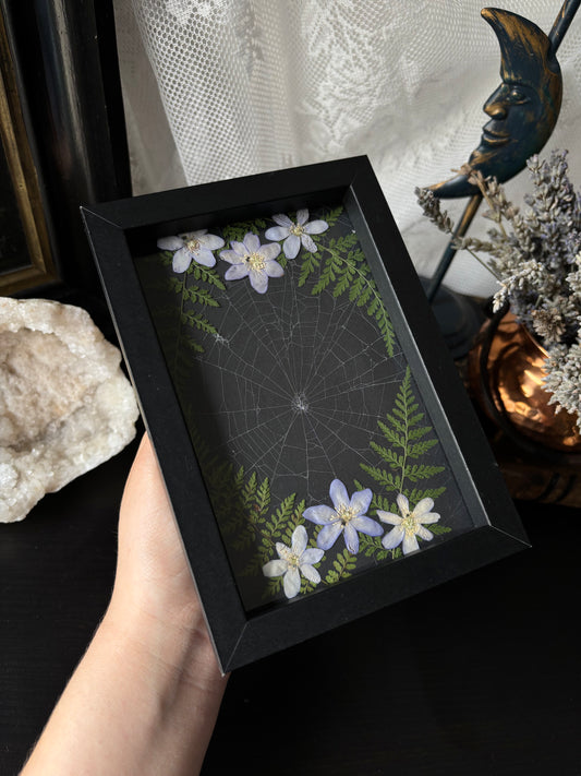 Framed Preserved Spiderweb – Enchanted Garden Relic (15x10cm)