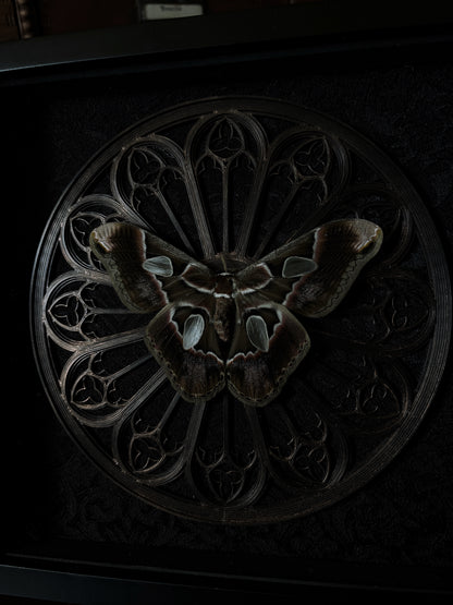 Gothic Rose Window | Rothschildia Moth (20x20cm)