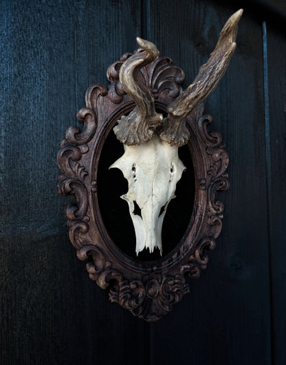Twisted Antlers – Framed Skull (31 x 20 cm)