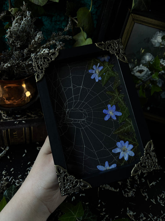 Framed spiderweb - Witches lair