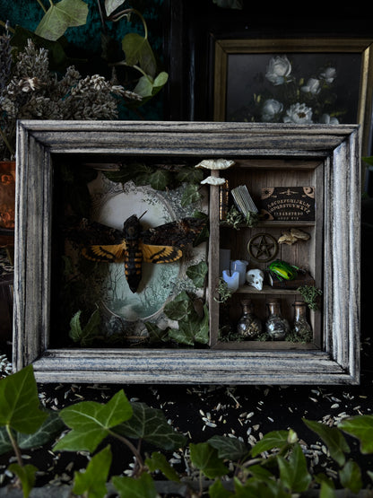 „Witches lair“ Apothecary cabinet - Acherontia Atropos