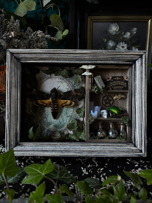 „Witches lair“ Apothecary cabinet - Acherontia Atropos