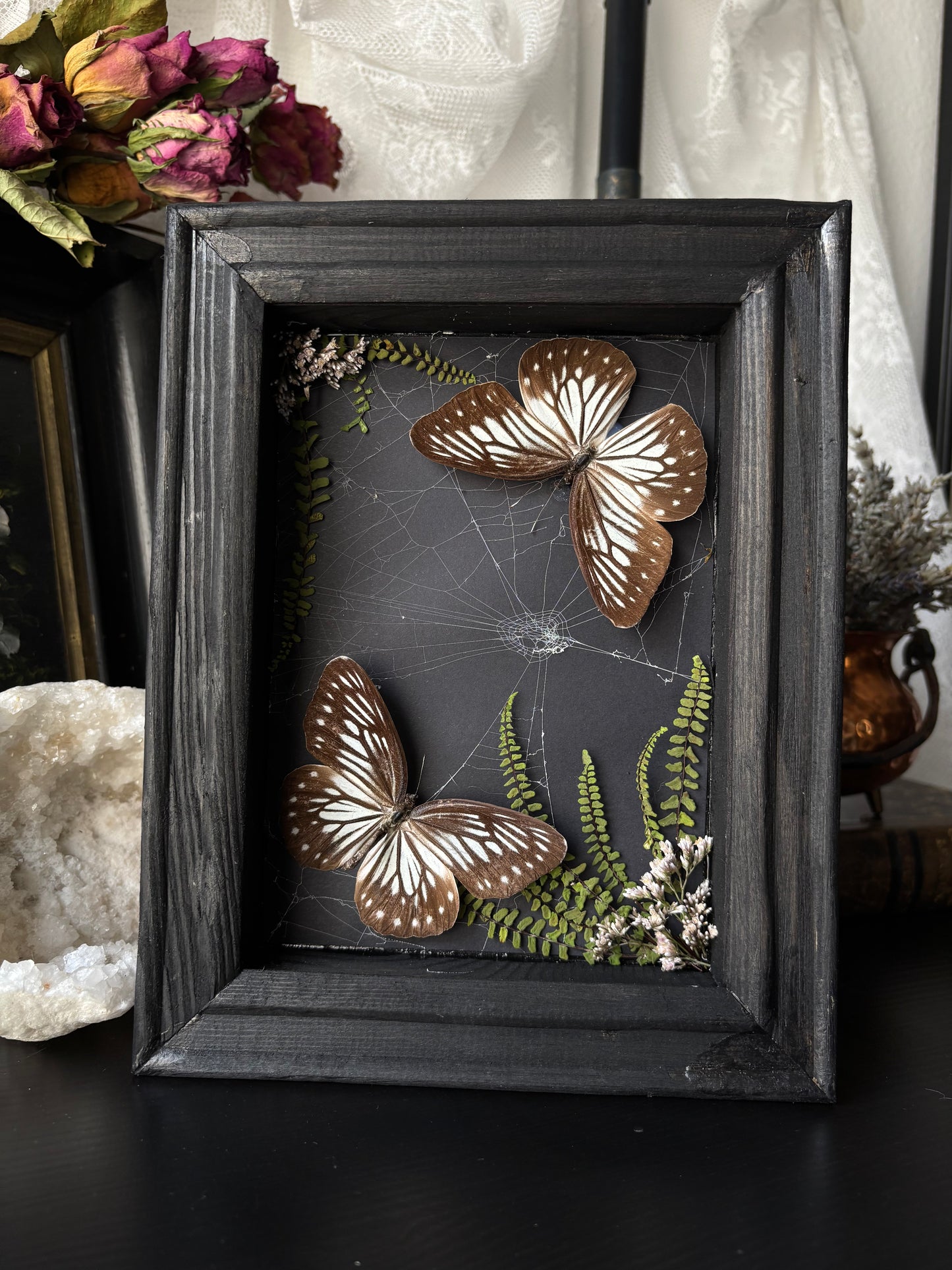 “Threaded Wings” – Pareronia anais in Webbed Garden Frame