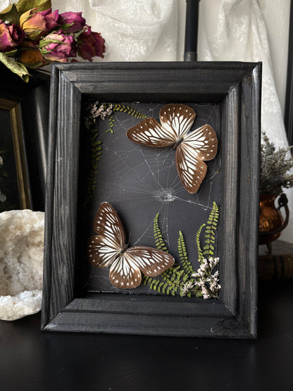 “Threaded Wings” – Pareronia anais in Webbed Garden Frame