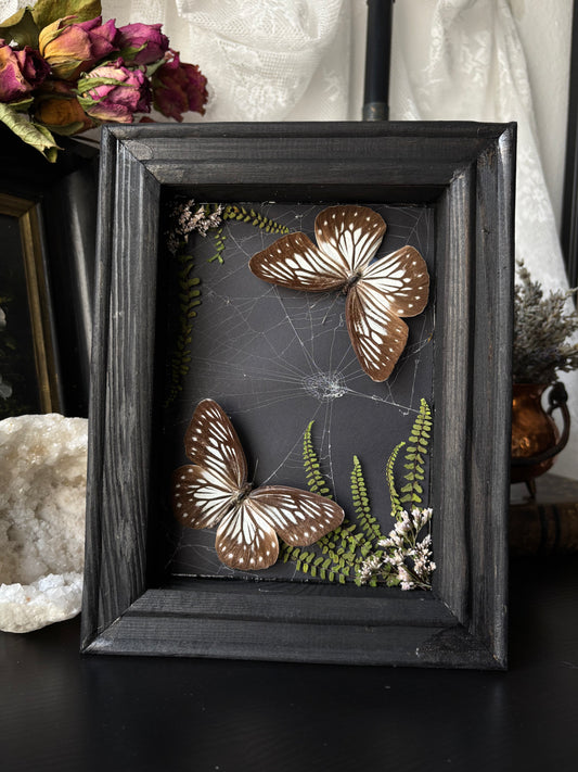 “Threaded Wings” – Pareronia anais in Webbed Garden Frame