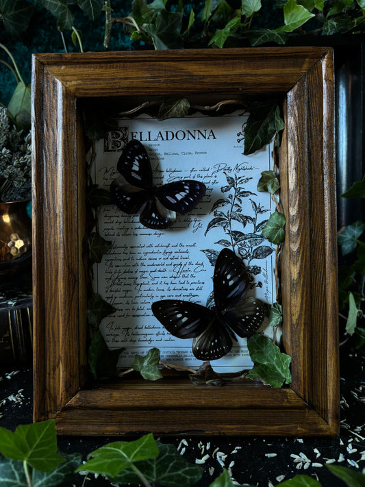 Belladonna Frame – "Euploea mulciber" (24x18cm)