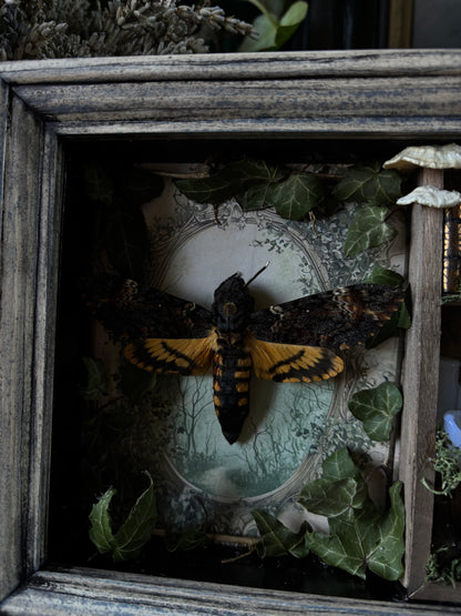 „Witches lair“ Apothecary cabinet - Acherontia Atropos