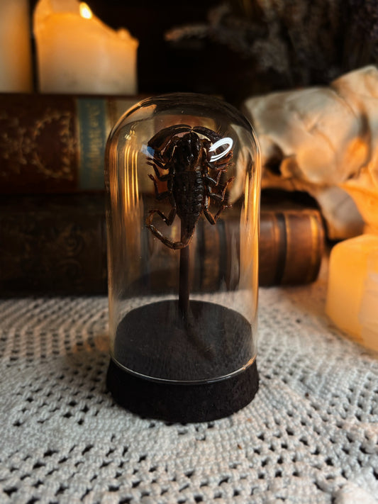Scorpion Dome (9,5cm)