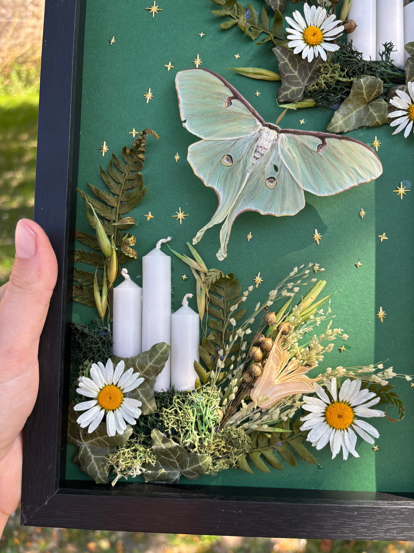 „Spring Grass“ - Luna moth (30x20cm)