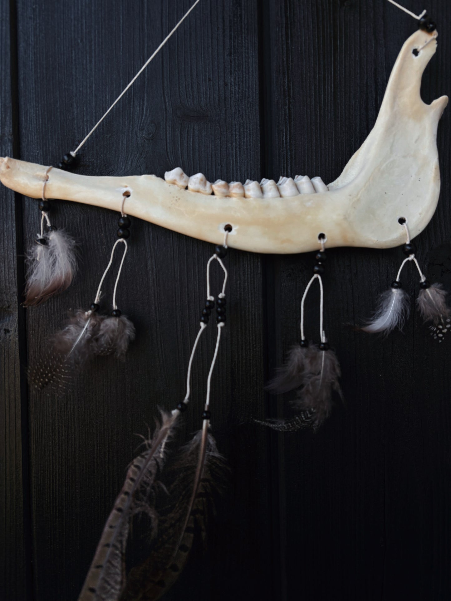 Jawbone Wall Hanger ✶ Feathers