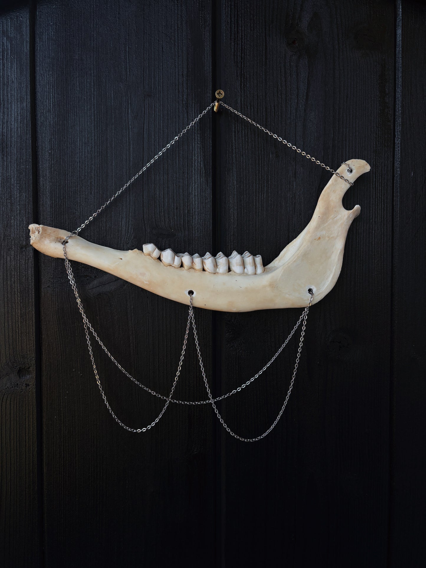 Jawbone Wall Hanger ✶ Chains