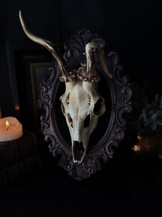 Twisted Antlers – Framed Skull (31 x 20 cm)