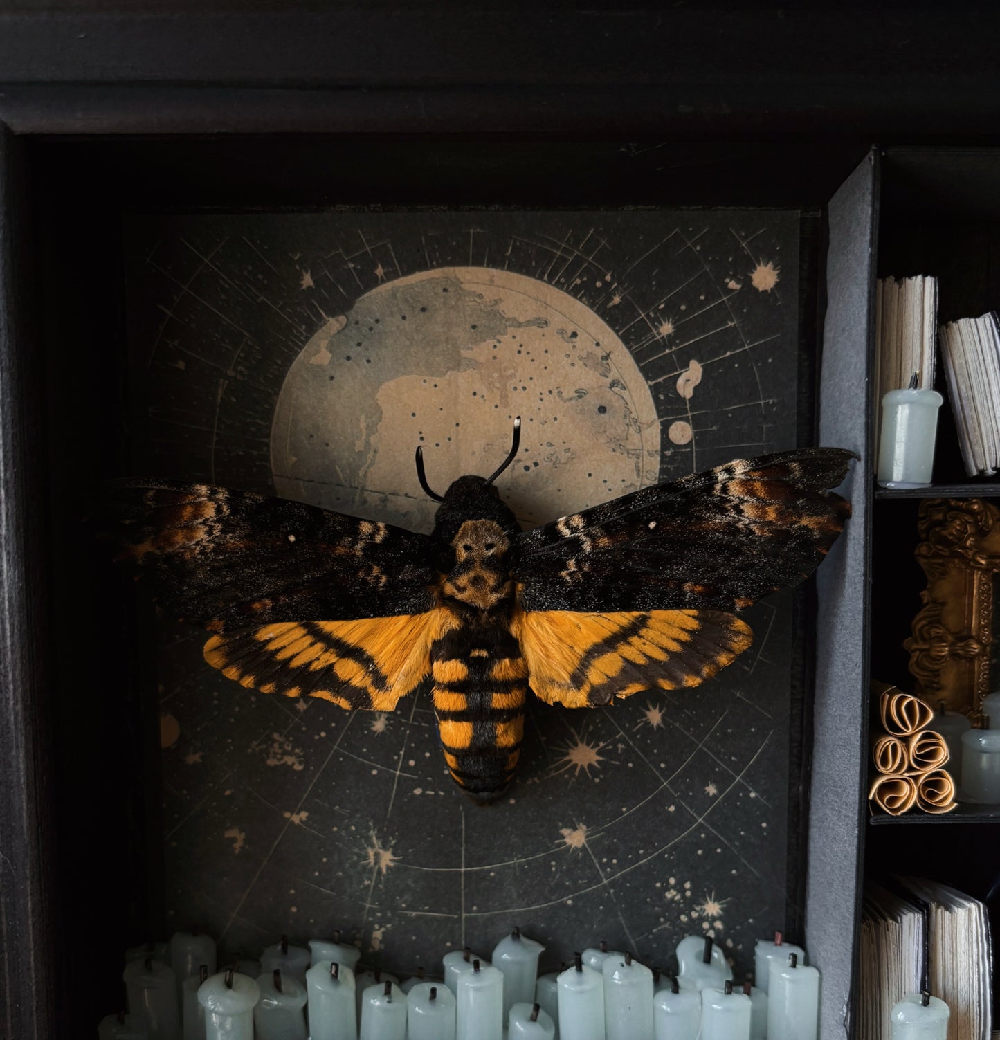 Moonlight Cabinet – Miniature Witch’s Cabinet – Acherontia atropos (23x18cm)
