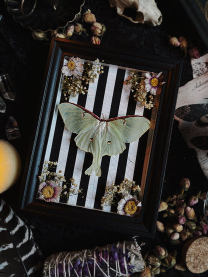 Day-O Garden | Actias luna  (23x18cm)