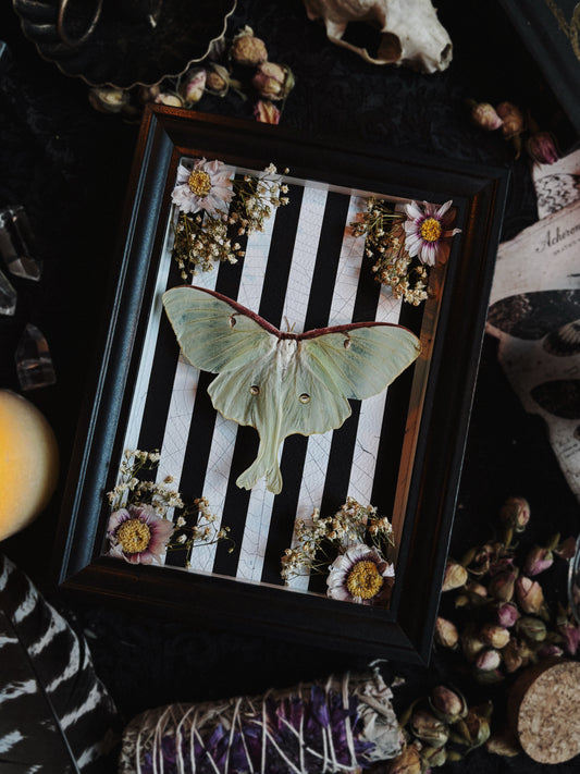 Day-O Garden | Actias luna  (23x18cm)