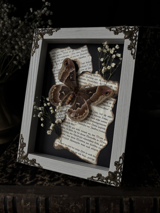 „Alchemy of Flight“ - Callosamia promethea (18x13cm)