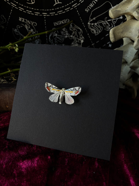 (Rare) Baorisa hieroglyphica / picasso moth