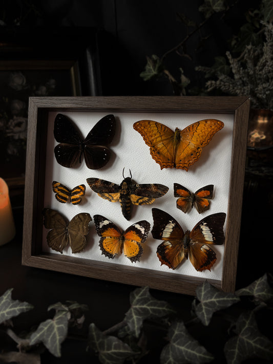 Ember Mini Collection (20x15 cm)